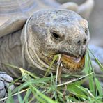 Repas de la tortue