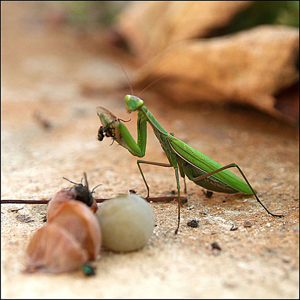 Repas de mouche...