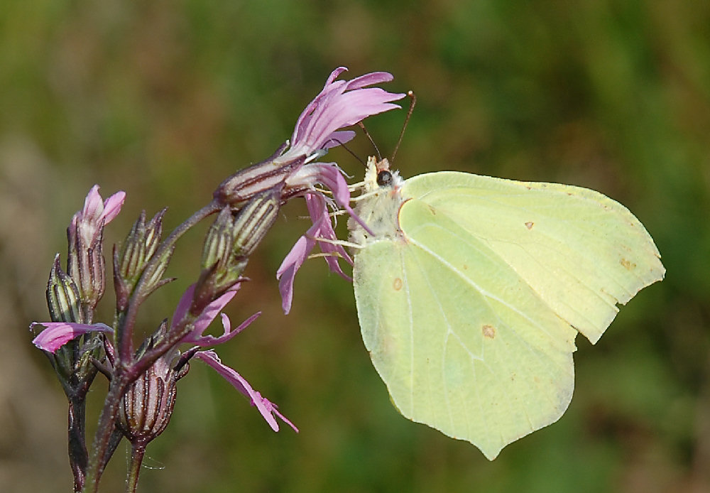 Repas de papillon