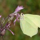 Repas de papillon