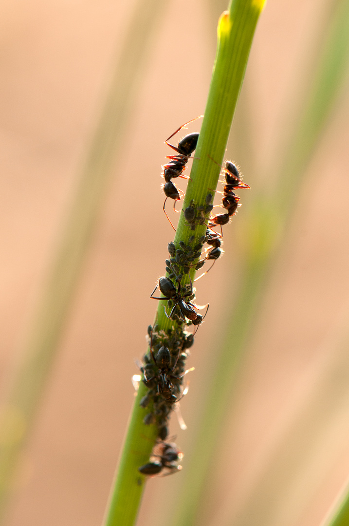 Repas des fourmis