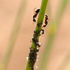 Repas des fourmis