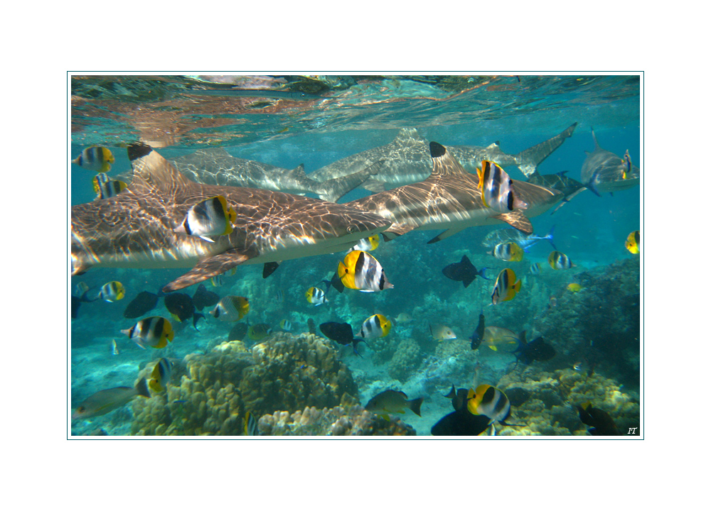 Repas des requins - Haifütterung - Sharkfeeding