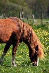 Repas d'herbe tendre