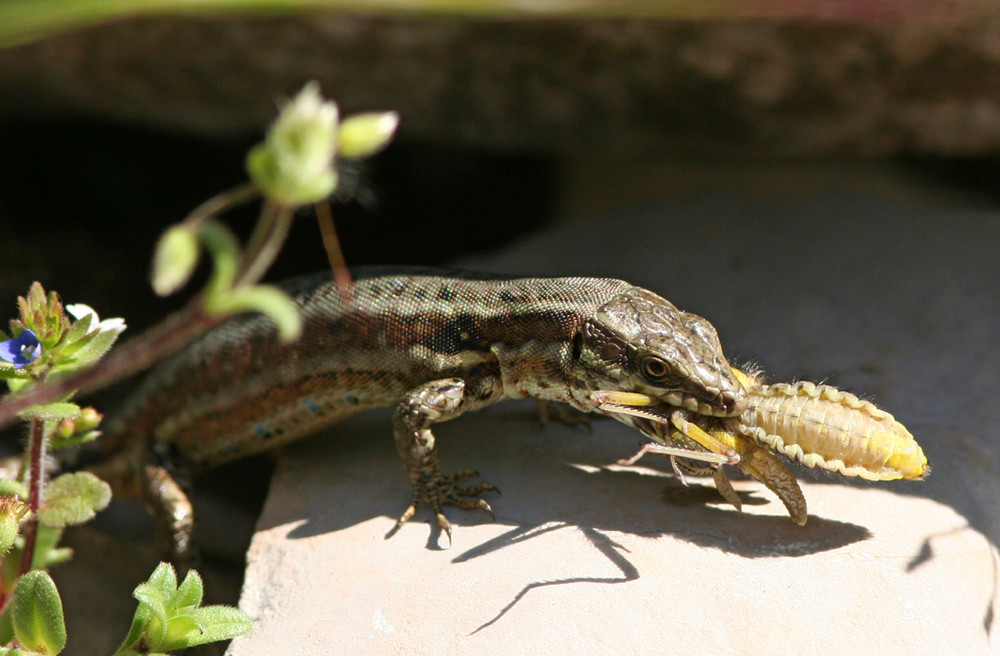 repas du lézard