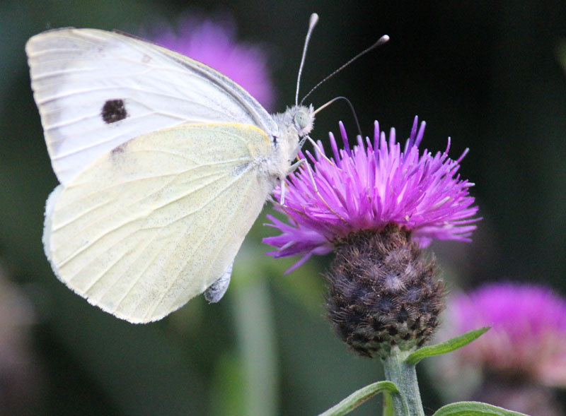 repas du papillon