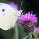 repas du papillon