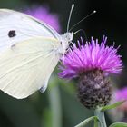 repas du papillon