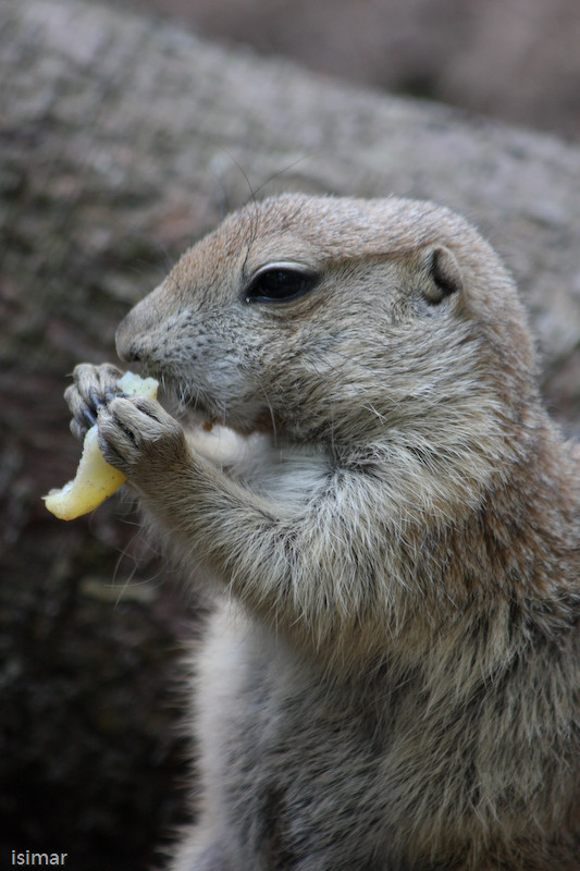 Repas d'un chien de prairie