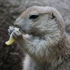 Repas d'un chien de prairie