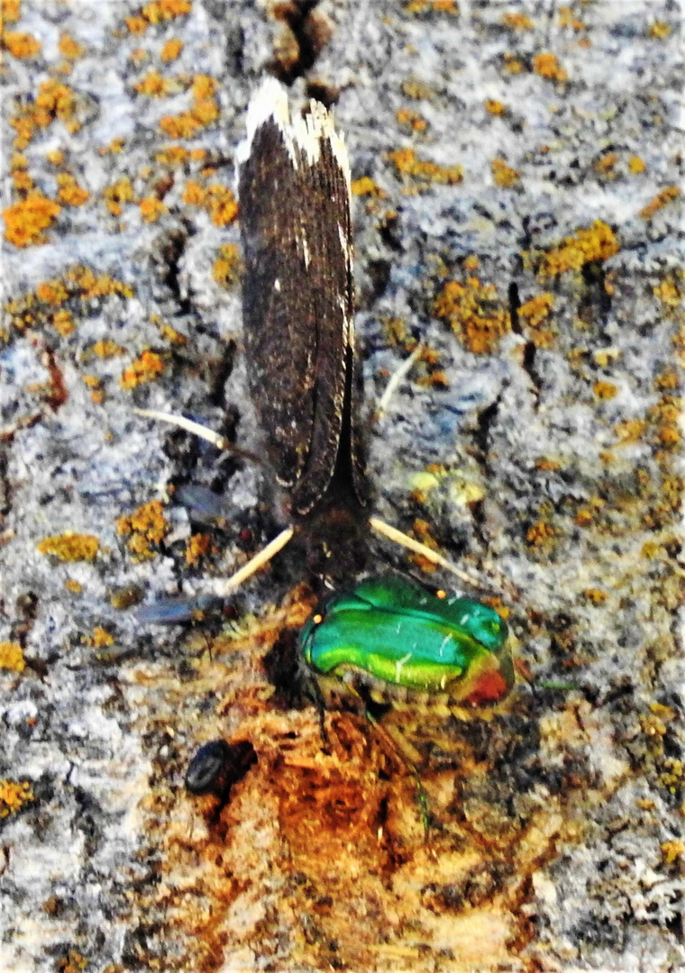 Repas en commun ,d'un Morio et une cétoine doré