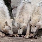 Repas entre copains