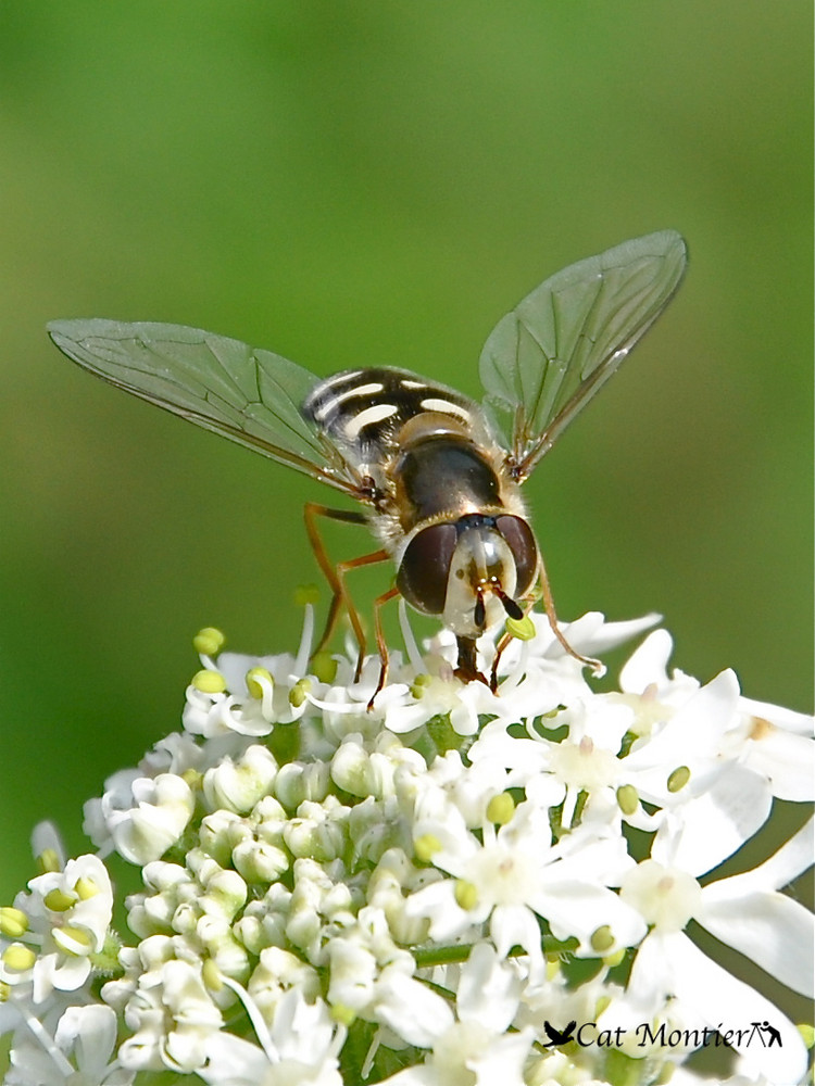 repas fleuri