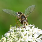 repas fleuri