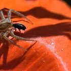 Repas sur nappe coquelicot