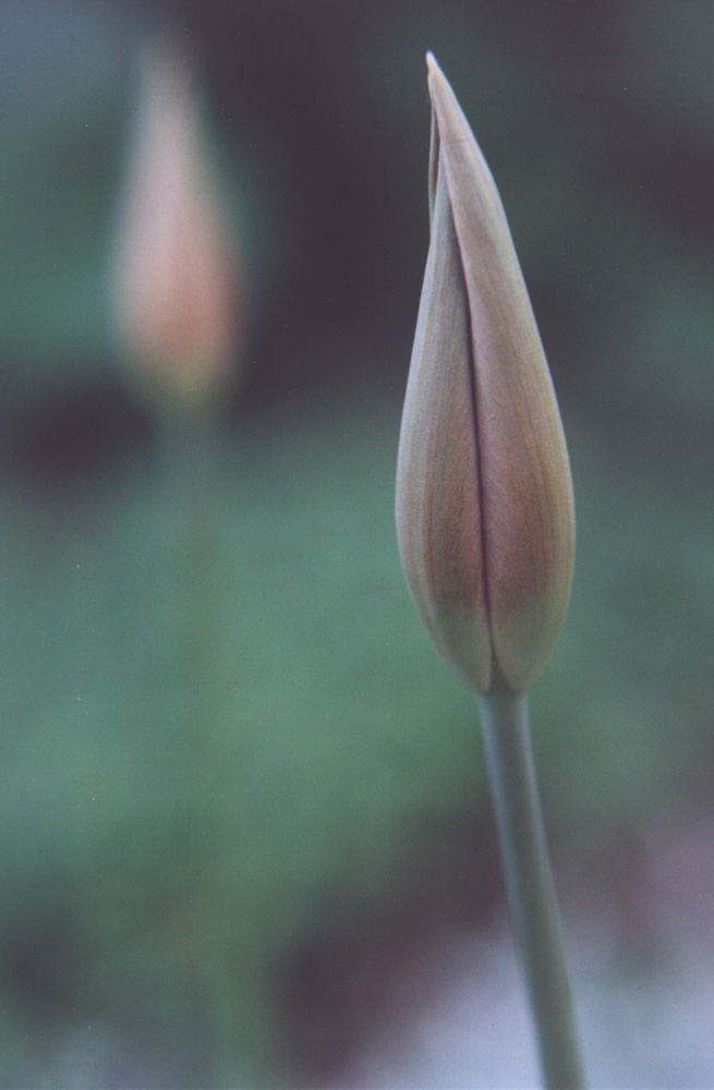 repeated tulip