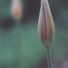 repeated tulip