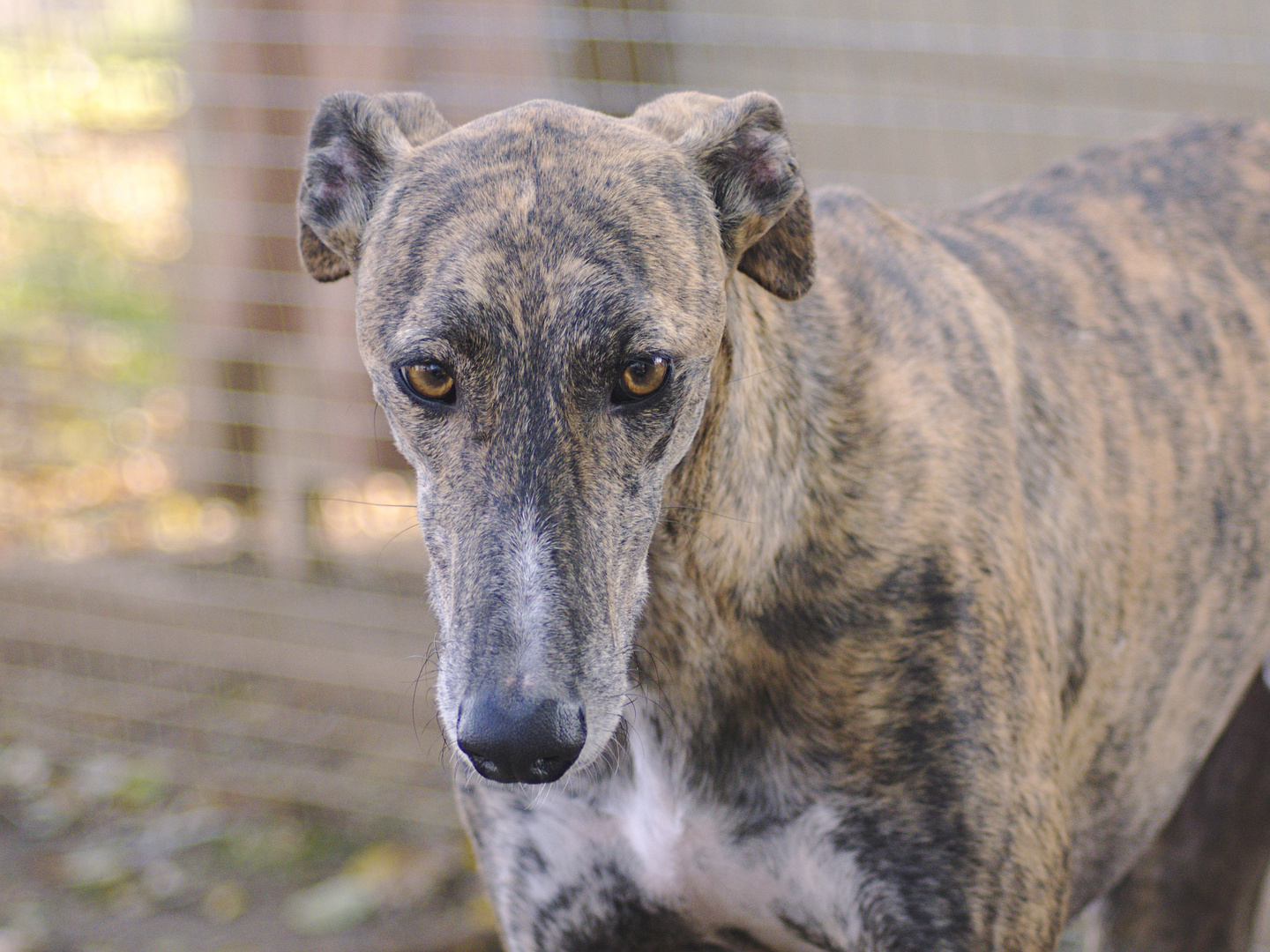 Repique schüchterner Galgo Foto & Bild hunde, hund, natur Bilder auf