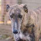 Repique - schüchterner Galgo 