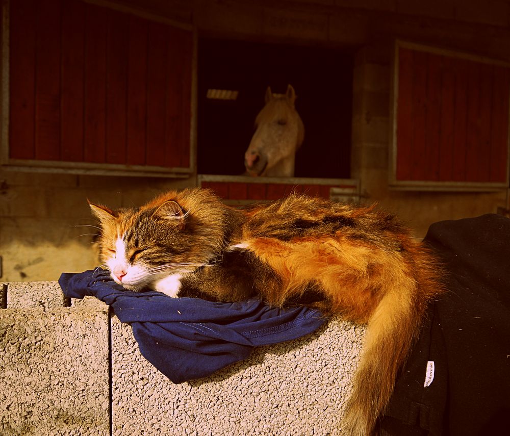 Repos aux écuries