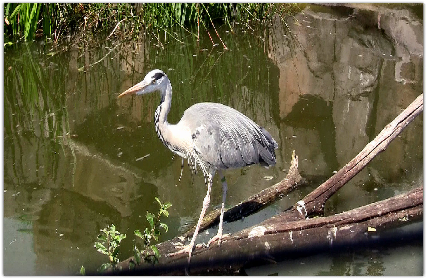 Repos d'aigrette..ben non c'est un héron cendré !