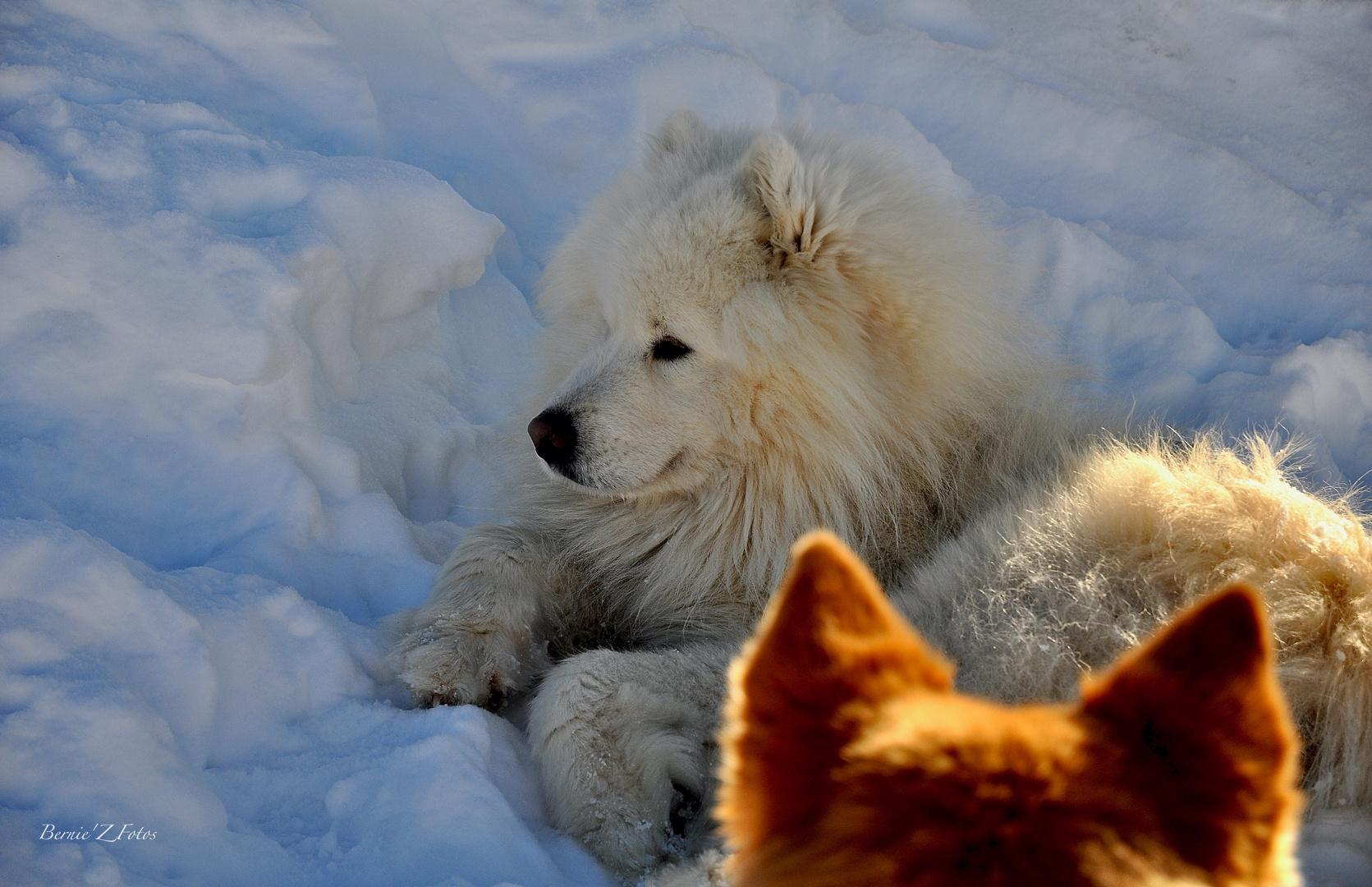 Repos dans la neige