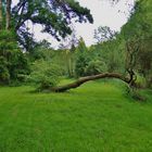 repos dans une clairière