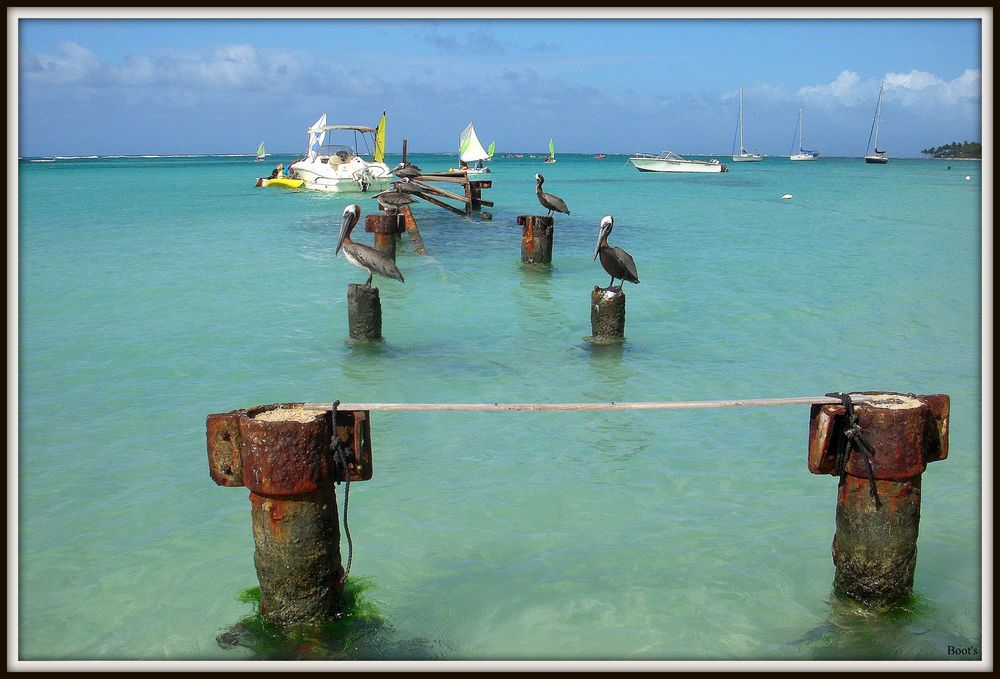 Repos des pélicans