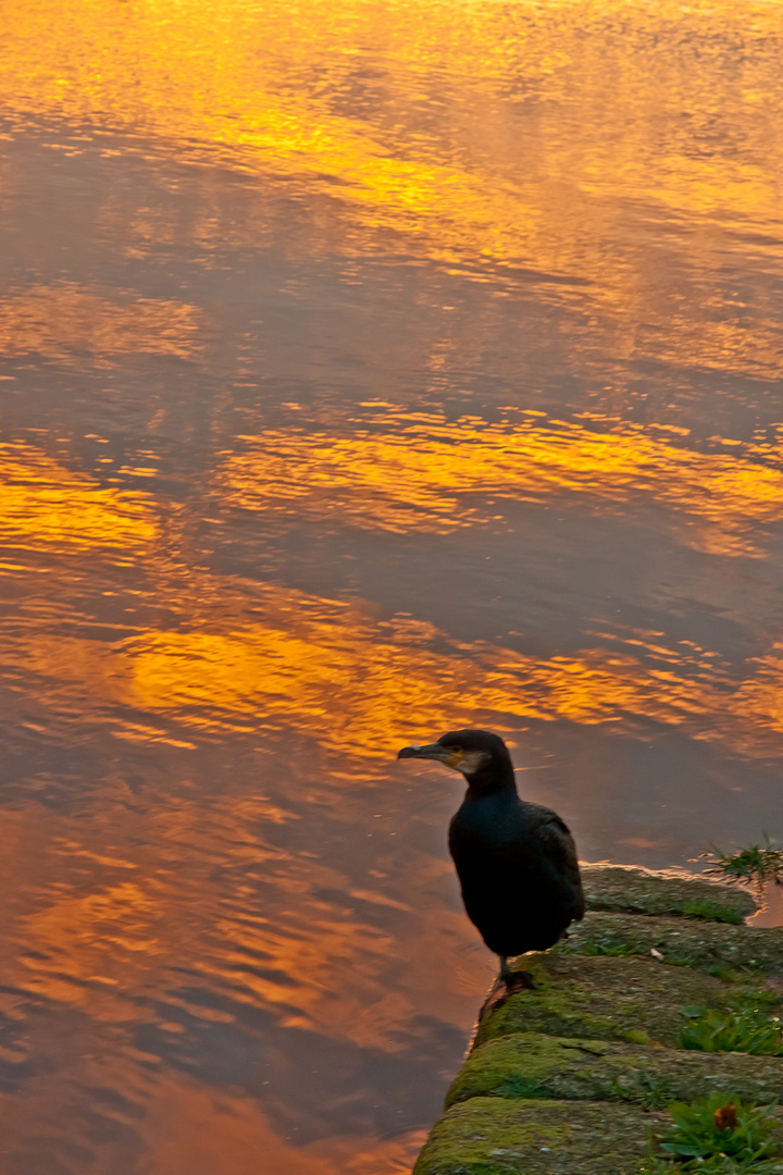 Repos du cormoran en fin de journée à Landerneau, sur l' Elorn