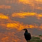 Repos du cormoran en fin de journée à Landerneau, sur l' Elorn