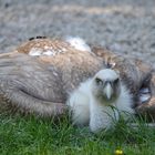 Repos du guerrier