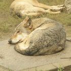 repos du guerrier