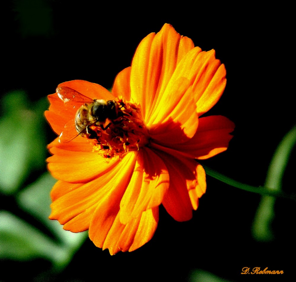 repos d'une abeille