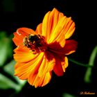 repos d'une abeille