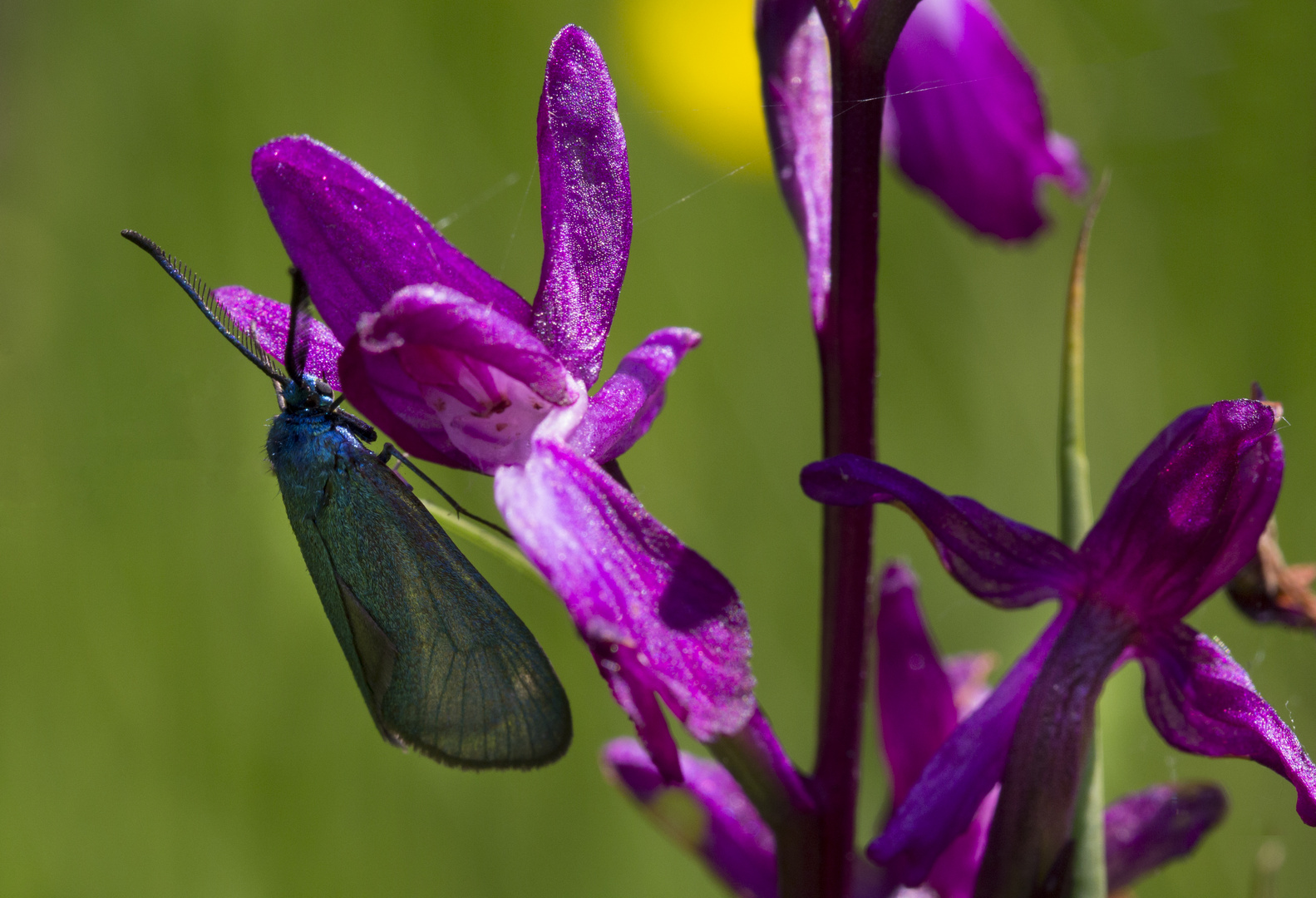 repos sur une orchidée sauvage