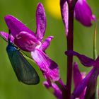 repos sur une orchidée sauvage