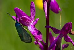 repos sur une orchidée sauvage