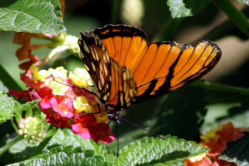 Reposo en flor