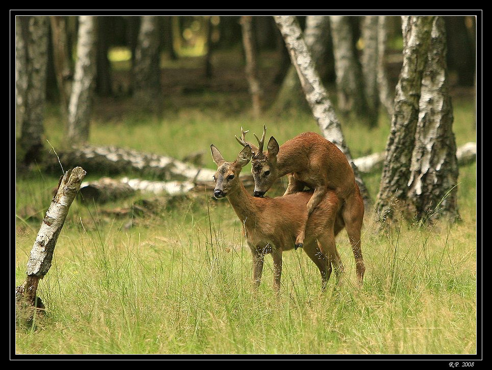 Reproduction entre chevreuil