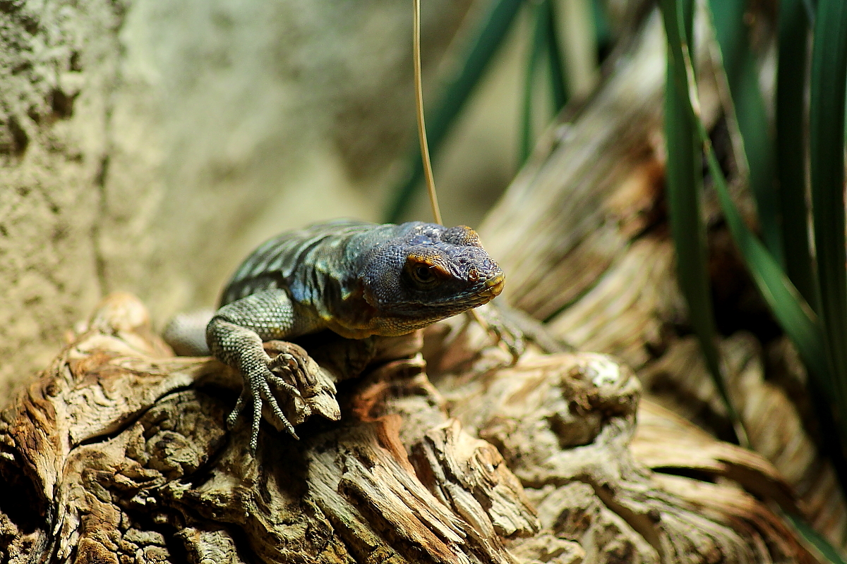 Reptielien Kölner Zoo