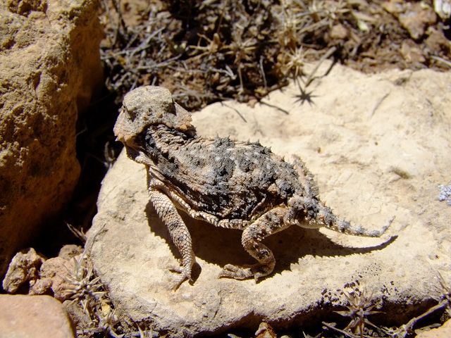 Reptil am Grand Canyon