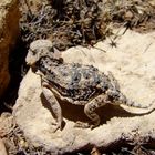 Reptil am Grand Canyon