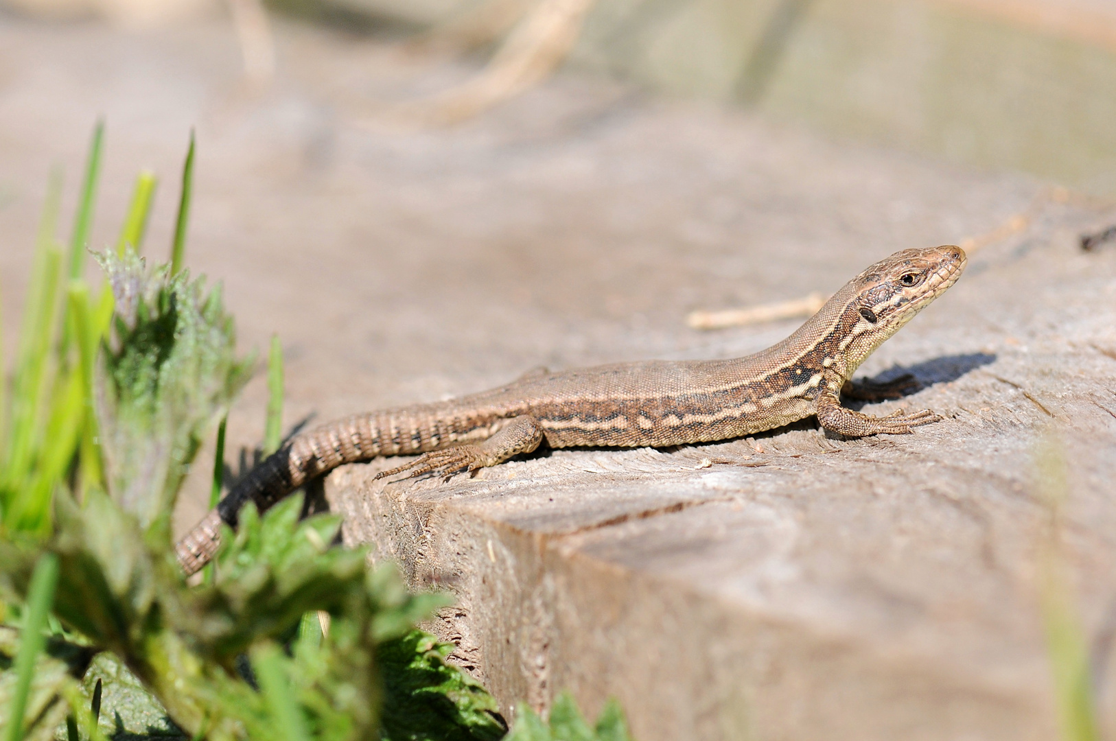 Reptil des Jahres 2011 - Mauereidechse I