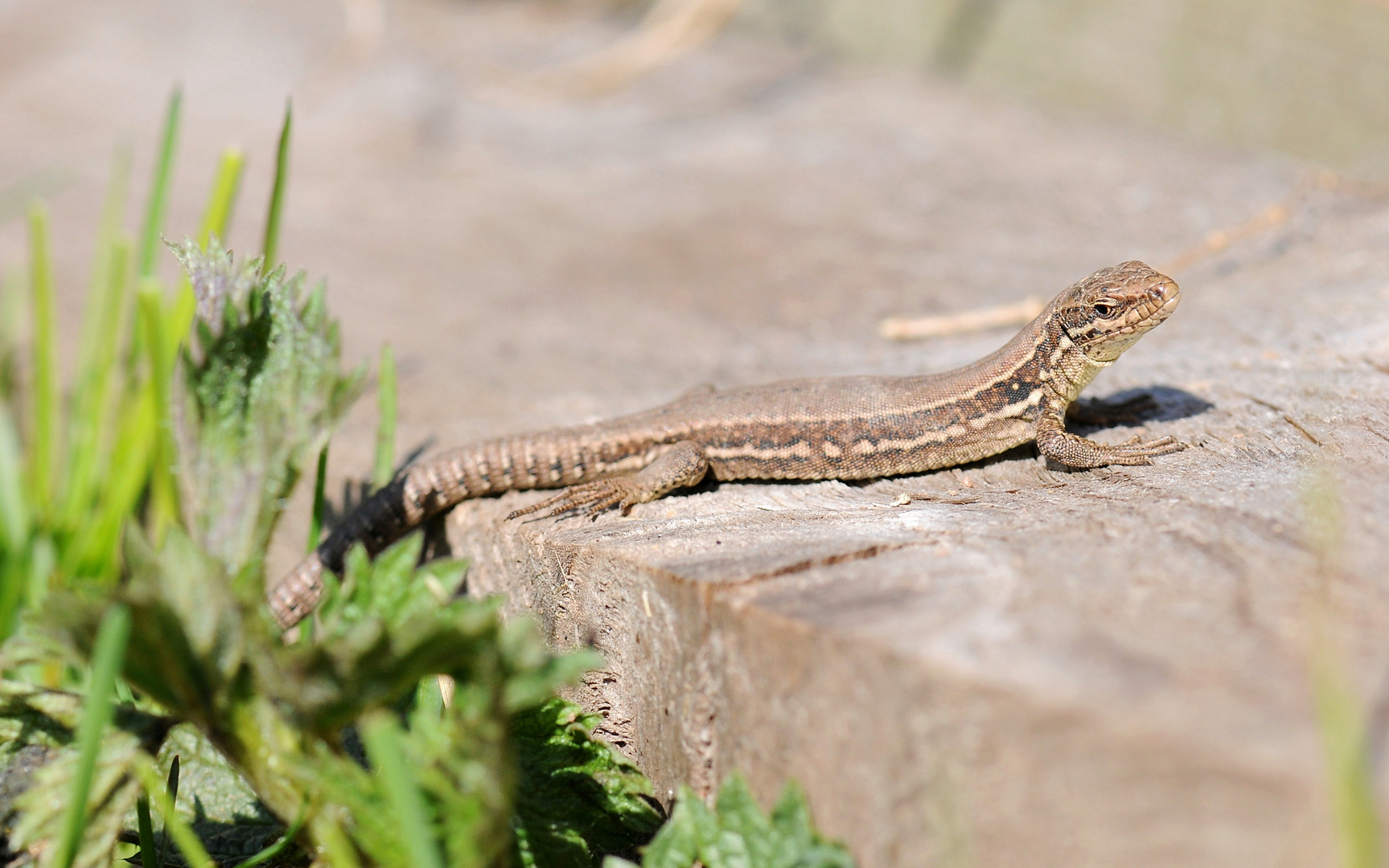 Reptil des Jahres 2011 - Mauereidechse II