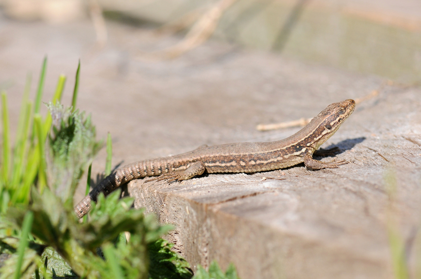 Reptil des Jahres 2011 - Mauereidechse III