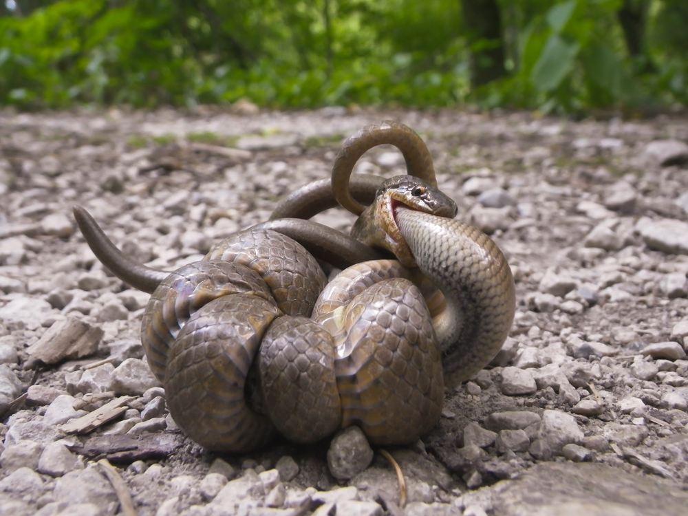 Reptil des Jahres 2013: Schlingnatter