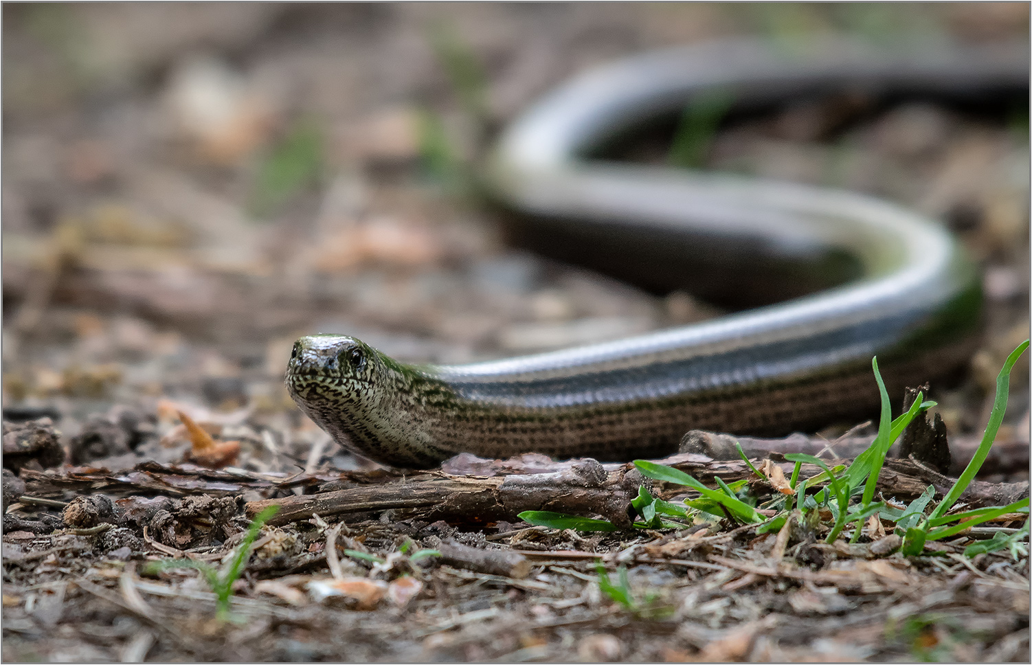 Reptil des Jahres 2017