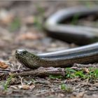 Reptil des Jahres 2017