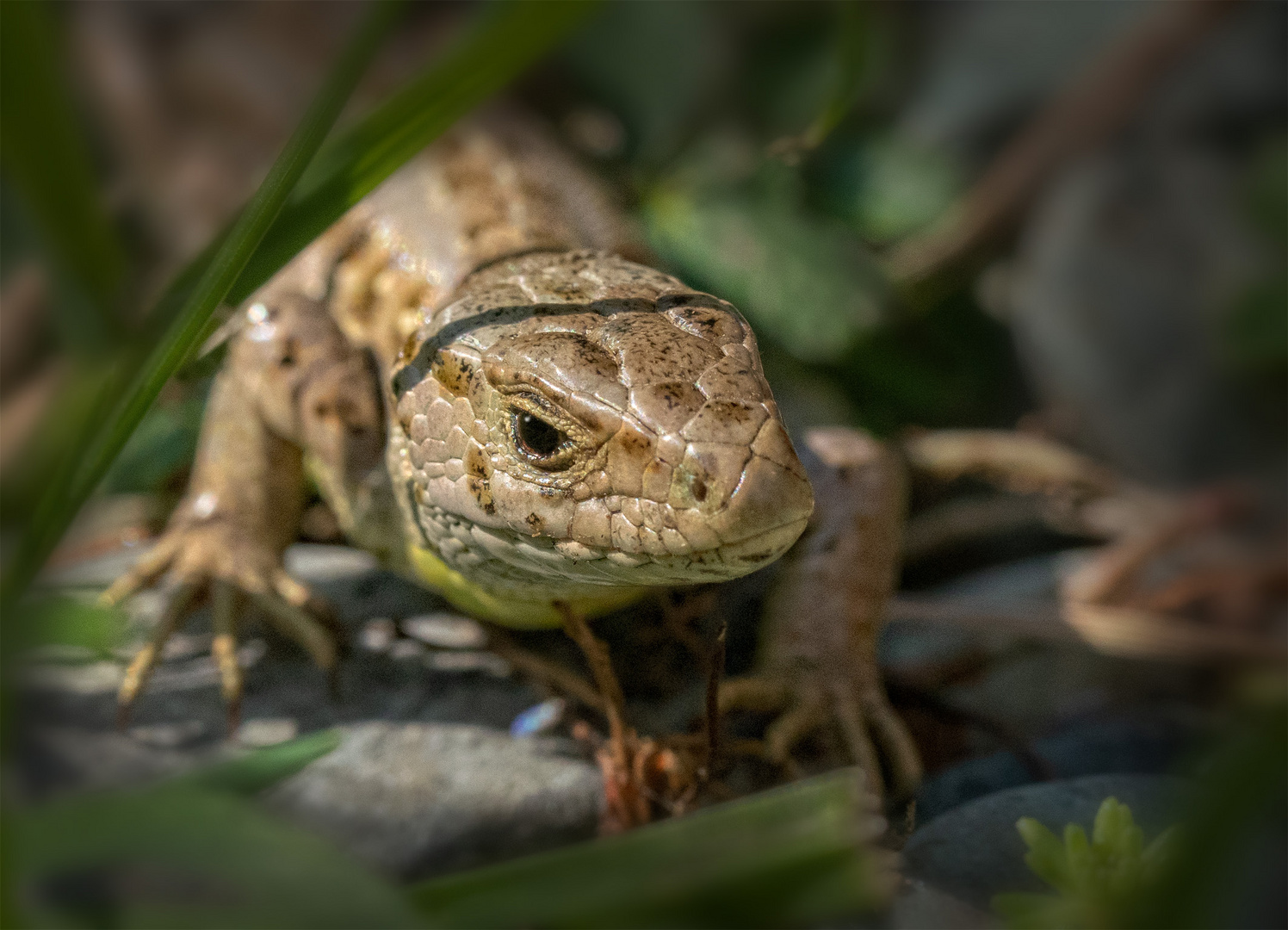 Reptil im Garten