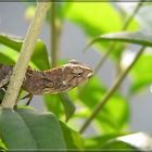 Reptil im Skulpturenpark